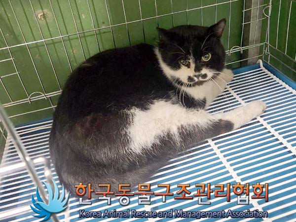 한국동물구조관리협회_441409202400117